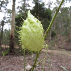 Gomphocarpus fruticosus at Yerranderie, NSW - 29 Mar 2019