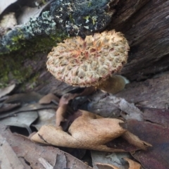 Boletellus sp. at Rosedale, NSW - 11 Apr 2019