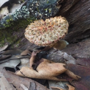 Boletellus sp. at Rosedale, NSW - 11 Apr 2019