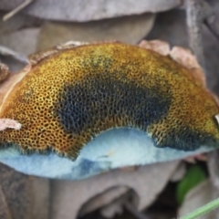 Boletellus sp. at Rosedale, NSW - 11 Apr 2019