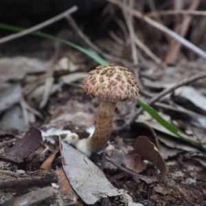 Boletellus sp. at Rosedale, NSW - 11 Apr 2019