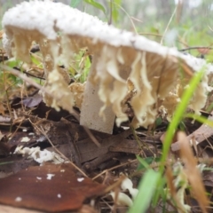 Amanita sp. (Amanita sp.) at Malua Bay, NSW - 23 Apr 2019 by lyndallh