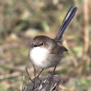 Malurus cyaneus at Hackett, ACT - 8 Jun 2019