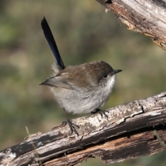 Malurus cyaneus at Hackett, ACT - 8 Jun 2019