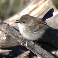 Malurus cyaneus at Hackett, ACT - 8 Jun 2019