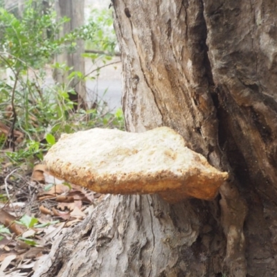 Polypore sp. at Guerilla Bay, NSW - 23 Apr 2019 by lyndallh