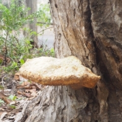 Polypore sp. at Batemans Marine Park - 23 Apr 2019 by lyndallh@bigpond.com