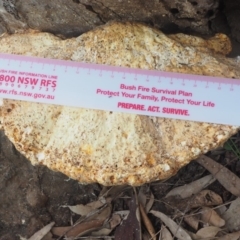 Polypore sp. at Guerilla Bay, NSW - 23 Apr 2019 12:19 PM