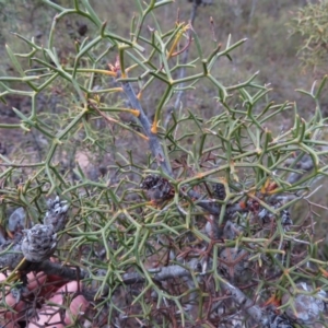 Petrophile sessilis at Sassafras, NSW - 18 Jun 2019