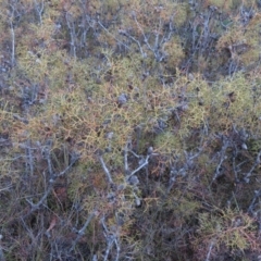 Petrophile sessilis at Sassafras, NSW - 18 Jun 2019