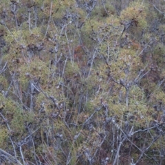 Petrophile sessilis at Sassafras, NSW - suppressed