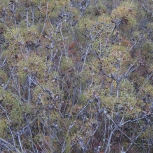 Petrophile sessilis at Sassafras, NSW - 18 Jun 2019