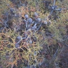 Petrophile sessilis at Sassafras, NSW - suppressed