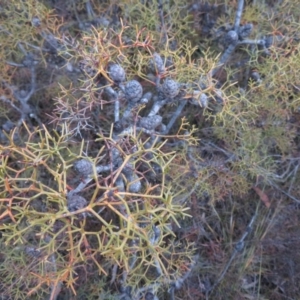 Petrophile sessilis at Sassafras, NSW - 18 Jun 2019