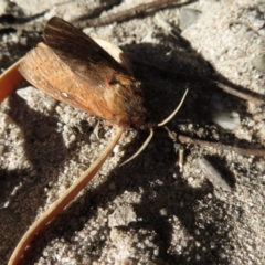 Oxycanus (genus) (Unidentified Oxycanus moths) at Morton National Park - 21 May 2019 by RobParnell