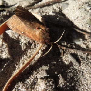 Oxycanus (genus) at Endrick, NSW - 21 May 2019 08:49 PM