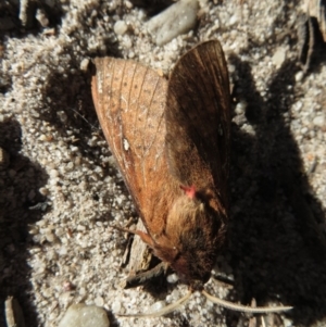 Oxycanus (genus) at Endrick, NSW - 21 May 2019 08:49 PM