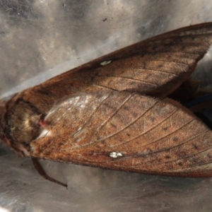 Oxycanus (genus) at Endrick, NSW - 21 May 2019 08:49 PM