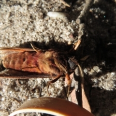 Oxycanus (genus) at Endrick, NSW - 21 May 2019 08:49 PM