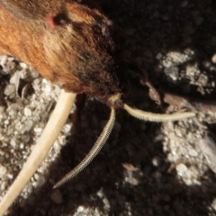 Oxycanus (genus) at Endrick, NSW - 21 May 2019 08:49 PM