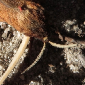 Oxycanus (genus) at Endrick, NSW - 21 May 2019 08:49 PM