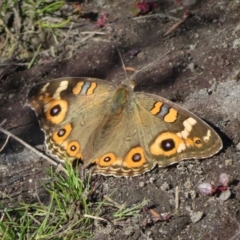 Junonia villida (Meadow Argus) at Morton National Park - 22 May 2019 by RobParnell