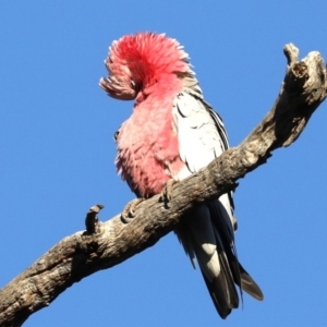 Eolophus roseicapilla at Hackett, ACT - 10 Jun 2019 03:13 PM