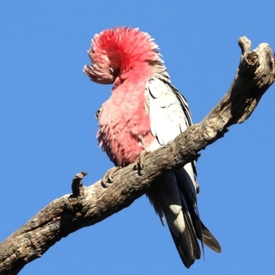 Eolophus roseicapilla (Galah) at Hackett, ACT - 10 Jun 2019 by jb2602