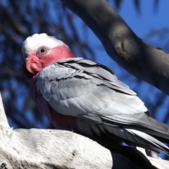 Eolophus roseicapilla at Hackett, ACT - 10 Jun 2019 03:13 PM