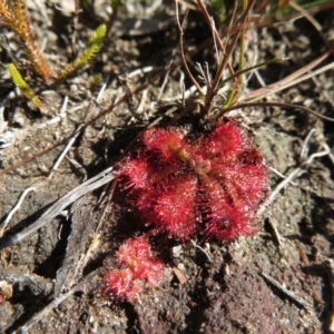 Drosera spatulata at Sassafras, NSW - 22 May 2019