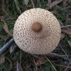 Macrolepiota clelandii (Macrolepiota clelandii) at Morton National Park - 22 May 2019 by RobParnell