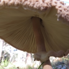 Macrolepiota clelandii at Sassafras, NSW - 22 May 2019