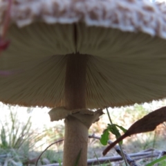 Macrolepiota clelandii at Sassafras, NSW - 22 May 2019