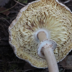 Macrolepiota clelandii at Malua Bay, NSW - 22 Jun 2019