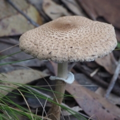 Macrolepiota clelandii at Malua Bay, NSW - 22 Jun 2019