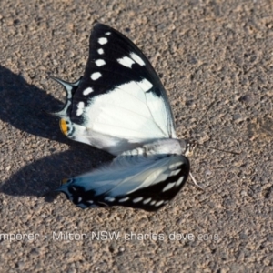 Charaxes sempronius at Milton, NSW - 7 Mar 2018 12:00 AM