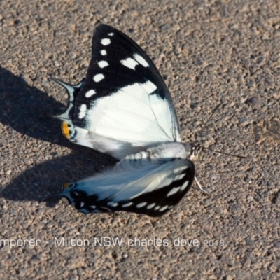 Charaxes sempronius (Tailed Emperor) at Milton, NSW - 7 Mar 2018 by CharlesDove