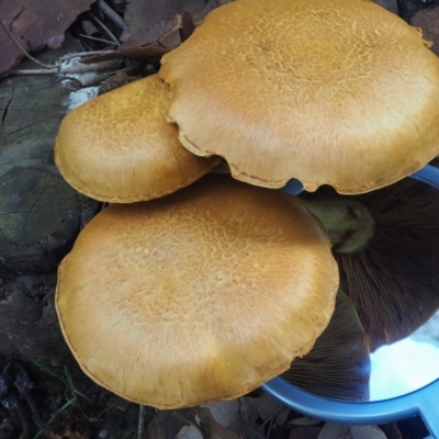 Gymnopilus junonius (Spectacular Rustgill) at Guerilla Bay, NSW - 22 Jun 2019 by lyndallh