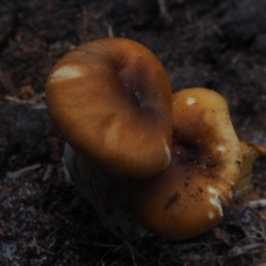 Omphalotus nidiformis (Ghost Fungus) at Guerilla Bay, NSW - 25 May 2019 by lyndallh@bigpond.com