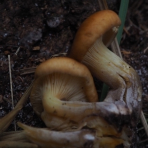 Omphalotus nidiformis at Guerilla Bay, NSW - 25 May 2019 05:10 PM