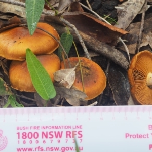 Cortinarius sp. at Rosedale, NSW - 23 Apr 2019
