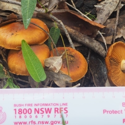 Cortinarius sp. (Cortinarius) at Rosedale, NSW - 23 Apr 2019 by lyndallh