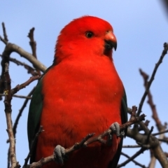 Alisterus scapularis (Australian King-Parrot) at Ainslie, ACT - 9 Jun 2019 by jb2602