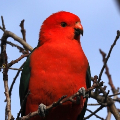 Alisterus scapularis (Australian King-Parrot) at Mount Ainslie - 9 Jun 2019 by jbromilow50