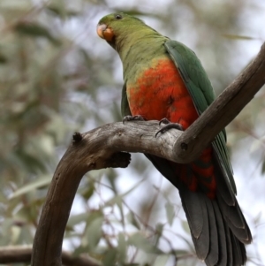 Alisterus scapularis at Ainslie, ACT - 9 Jun 2019