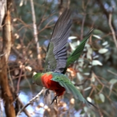 Alisterus scapularis at Ainslie, ACT - 9 Jun 2019 05:17 PM