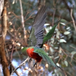 Alisterus scapularis at Ainslie, ACT - 9 Jun 2019 05:17 PM