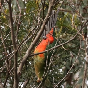 Alisterus scapularis at Ainslie, ACT - 9 Jun 2019