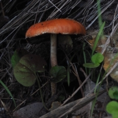 Leratiomyces ceres (Red Woodchip Fungus) at Guerilla Bay, NSW - 25 May 2019 by lyndallh