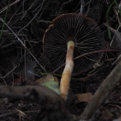 Leratiomcyes ceres at Guerilla Bay, NSW - 25 May 2019 03:37 PM